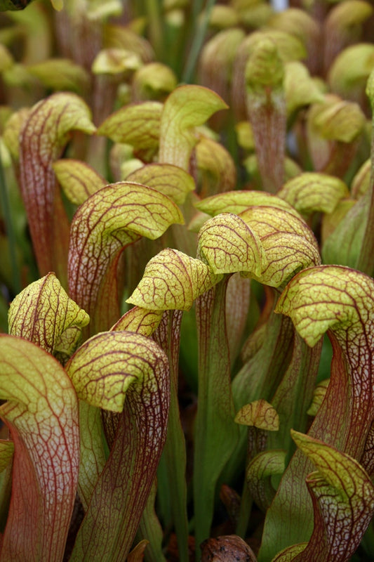 Image of Sarracenia 'Doodlebug' taken at Juniper Level Botanic Gdn, NC by JLBG