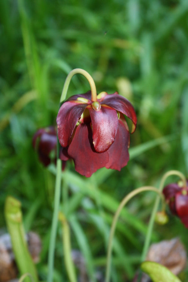 Image of Sarracenia 'Doodlebug' taken at Juniper Level Botanic Gdn, NC by JLBG