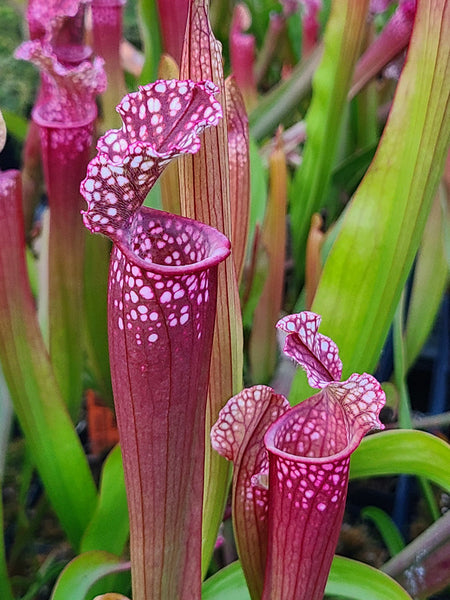 Learn about Sarracenia 'Dutch Stevens' | Dutch Stevens Hybrid Pitcher Plant  | Perennial Encyclopedia