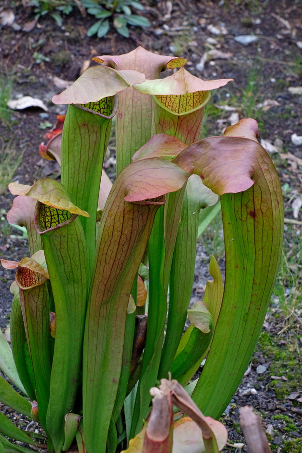 Image of Sarracenia 'Flies Demise' taken at Juniper Level Botanic Gdn, NC by JLBG