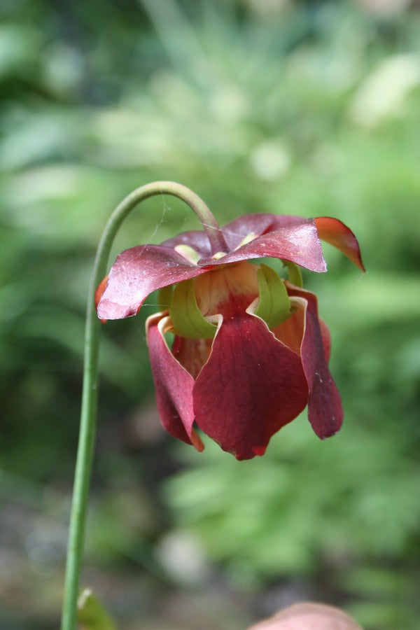 Image of Sarracenia 'Flies Demise' taken at Juniper Level Botanic Gdn, NC by JLBG