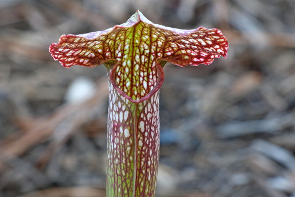 Image of Sarracenia 'Mardi Gras' taken at Juniper Level Botanic Gdn, NC by JLBG
