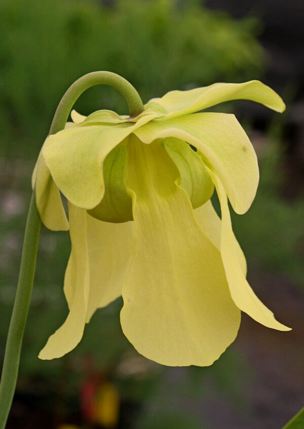 Image of Sarracenia alata 'Purple Peeper'