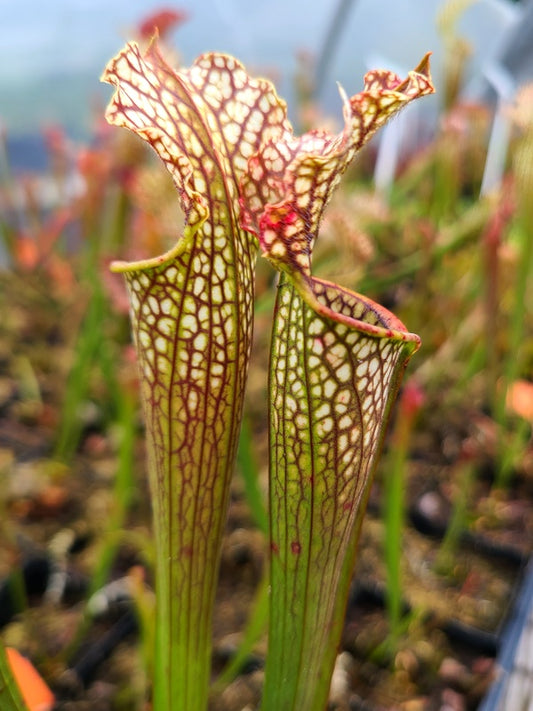 Image of Sarracenia x bellii taken at Juniper Level Botanic Gdn, NC by JLBG