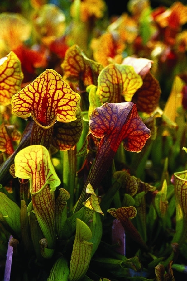 Image of Sarracenia x catesbyi taken at Juniper Level Botanic Gdn, NC by JLBG