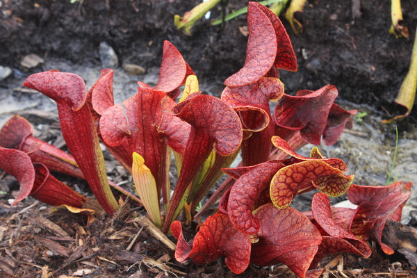 Image of Sarracenia x catesbyi taken at Juniper Level Botanic Gdn, NC by JLBG