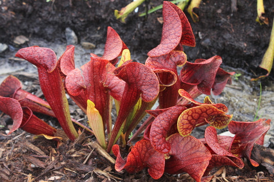 Image of Sarracenia x catesbyi taken at Juniper Level Botanic Gdn, NC by JLBG