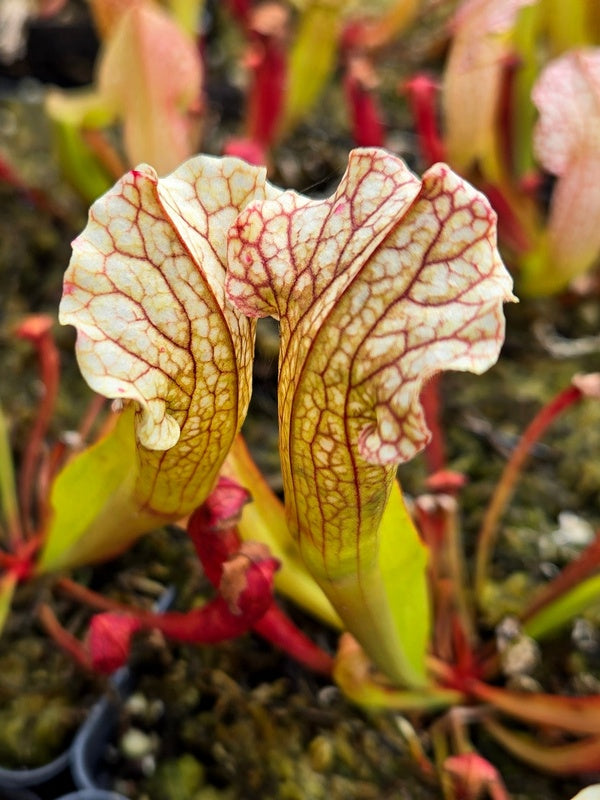 Image of Sarracenia x chelsonii 'Barba Green' taken at Juniper Level Botanic Gdn, NC by JLBG