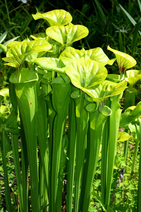 Image of Sarracenia flava