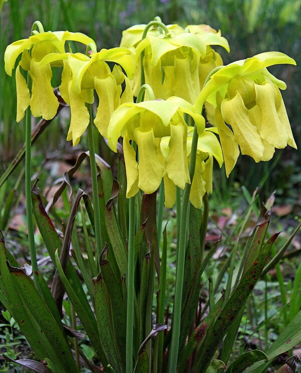 Image of Sarracenia flava taken at Juniper Level Botanic Gdn, NC by JLBG