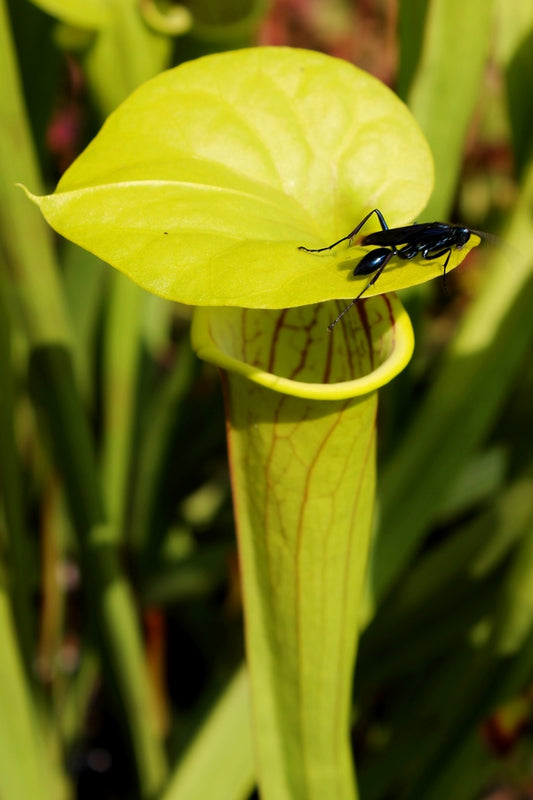 Image of Sarracenia flava taken at Juniper Level Botanic Gdn, NC by JLBG