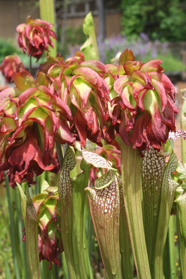 Image of Sarracenia leucophylla 'Tarnok' taken at NC Botanical Gdn, NC by T. Avent