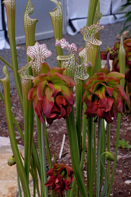 Image of Sarracenia leucophylla 'Tarnok' taken at Juniper Level Botanic Gdn, NC by JLBG