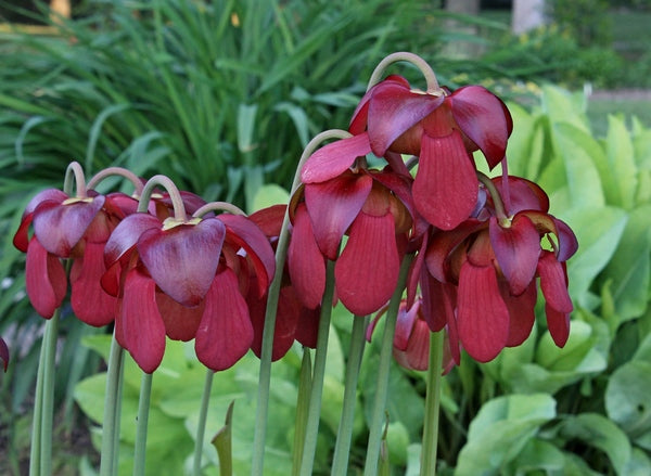 Image of Sarracenia x moorei 'Conversation Piece' taken at Juniper Level Botanic Gdn, NC by JLBG