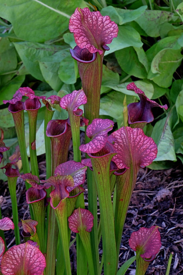 Image of Sarracenia x moorei 'Conversation Piece' taken at Juniper Level Botanic Gdn, NC by JLBG
