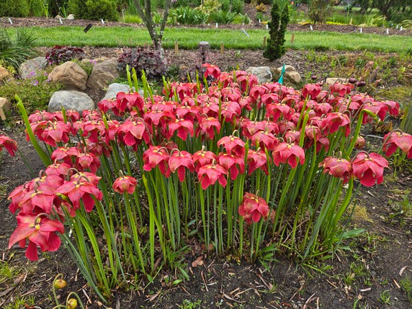 Sarracenia x moorei 'Red Saucers' | Red Saucers Pitcher Plant
