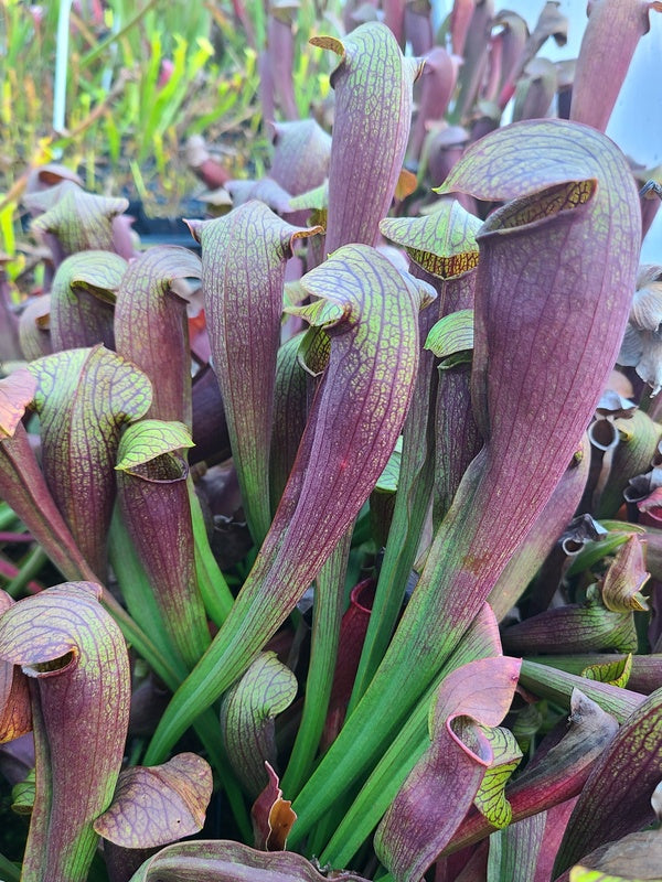 Sarracenia rehderi