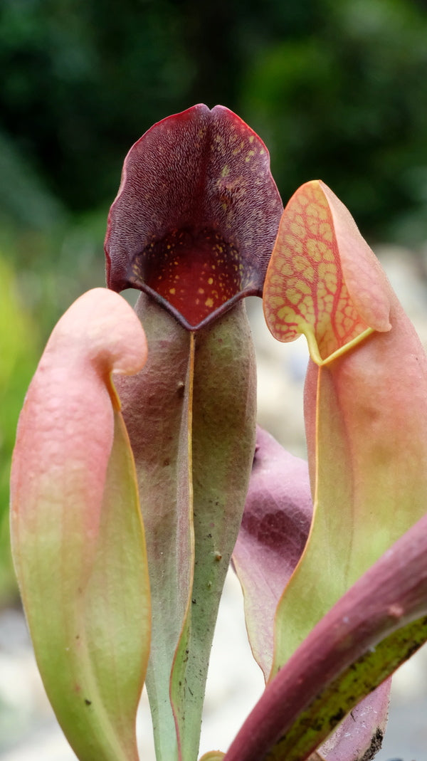 Image of Sarracenia x swaniana taken at Juniper Level Botanic Gdn, NC by JLBG