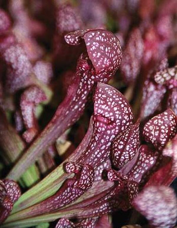 Image of Sarracenia x wrigleyana 'Scarlet Belle' taken at Juniper Level Botanic Gdn, NC by JLBG