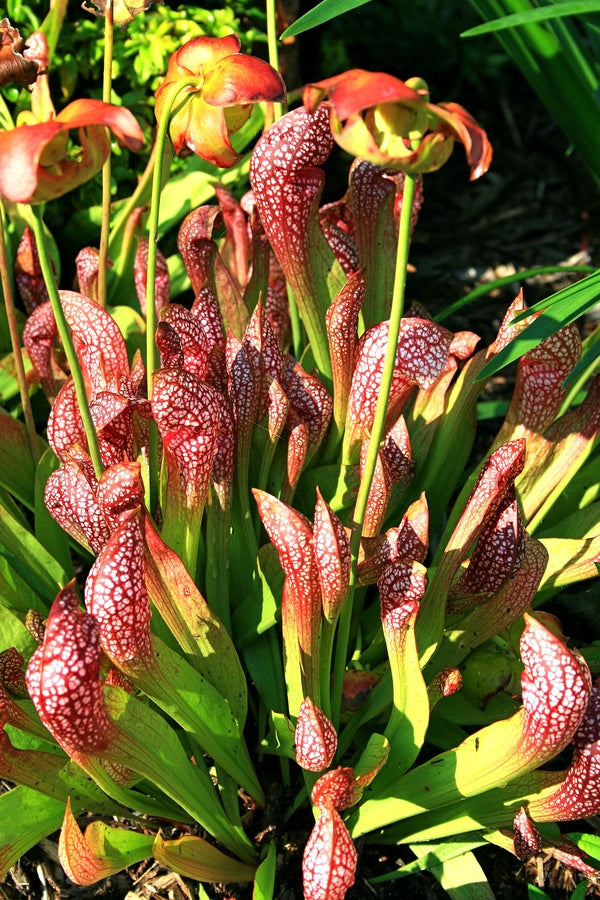 Image of Sarracenia x wrigleyana 'Scarlet Belle' taken at Juniper Level Botanic Gdn, NC by JLBG