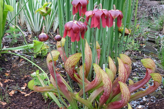 Image of Sarracenia x wrigleyana 'Scarlet Belle' taken at Juniper Level Botanic Gdn, NC by JLBG