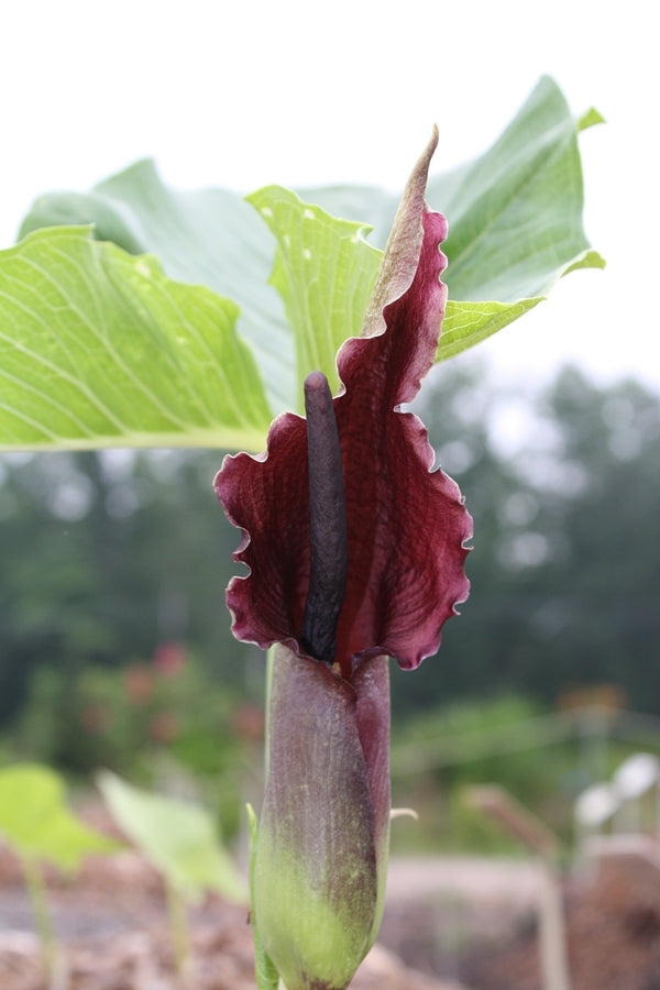 Image of Sauromatum giganteum taken at Juniper Level Botanic Gdn, NC by JLBG