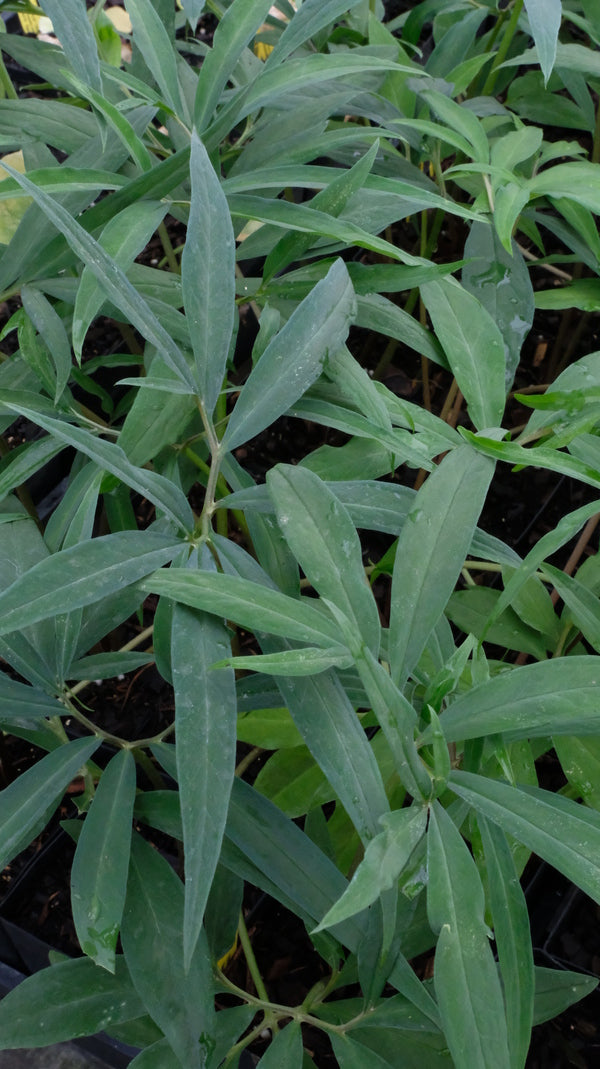 Image of Sauromatum horsfieldii 'Lancelot' taken at Juniper Level Botanic Gdn, NC by JLBG