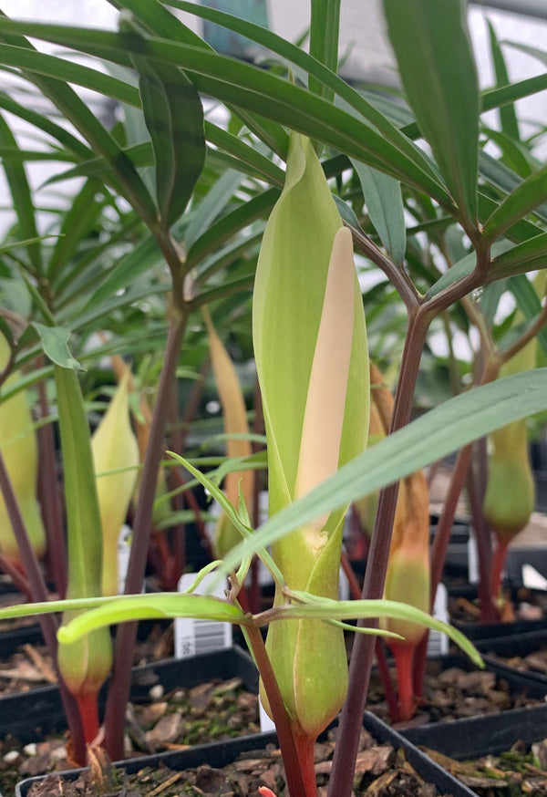 Image of Sauromatum horsfieldii 'Lancelot' taken at Juniper Level Botanic Garden by C. Hardison