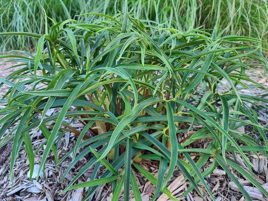 Image of Sauromatum horsfieldii 'Lancelot' taken at Juniper Level Botanic Gdn, NC by JLBG