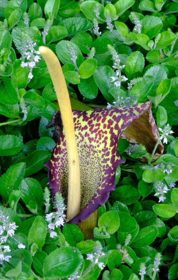 Image of Sauromatum venosum 'Lake Tana' taken at Juniper Level Botanic Garden, Raleigh NC by JLBG