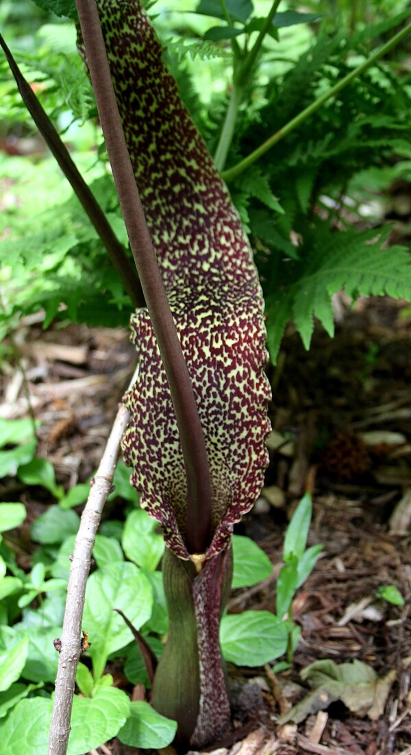 Image of Sauromatum venosum taken at Juniper Level Botanic Gdn, NC by JLBG