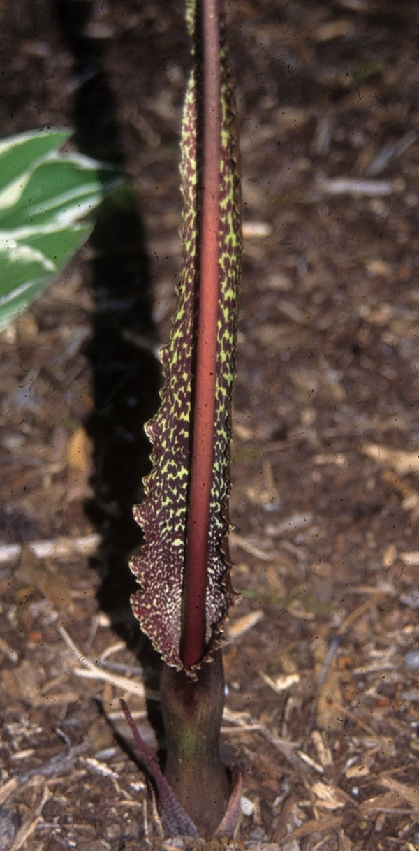 Image of Sauromatum venosum taken at Juniper Level Botanic Gdn, NC by JLBG