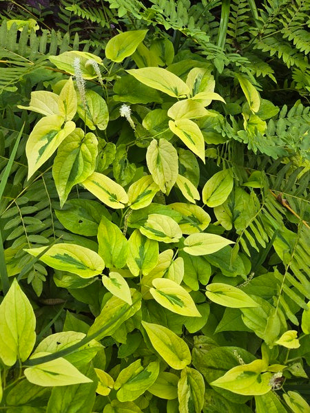 Image of Saururus cernuus 'Hertford Streaker' taken at Juniper Level Botanic Gdn, NC by JLBG