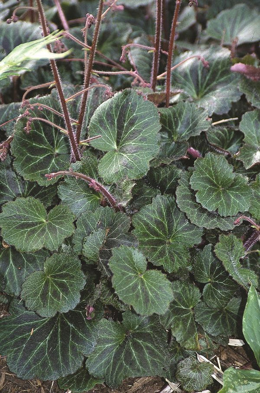 Image of Saxifraga stolonifera 'Kinki Purple' taken at Juniper Level Botanic Gdn, NC by JLBG