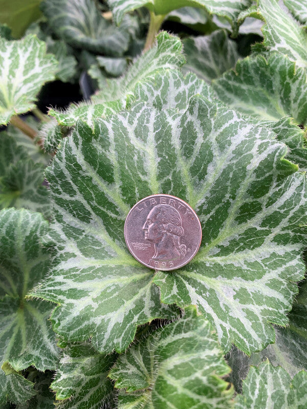 Image of Saxifraga stolonifera 'Nezu Jinja' taken at Juniper Level Botanic Gdn, NC by C. Hardison