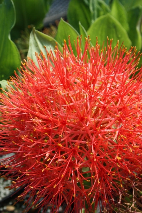 Image of Scadoxus multiflorus ssp. multiflorus taken at Juniper Level Botanic Gdn, NC by JLBG
