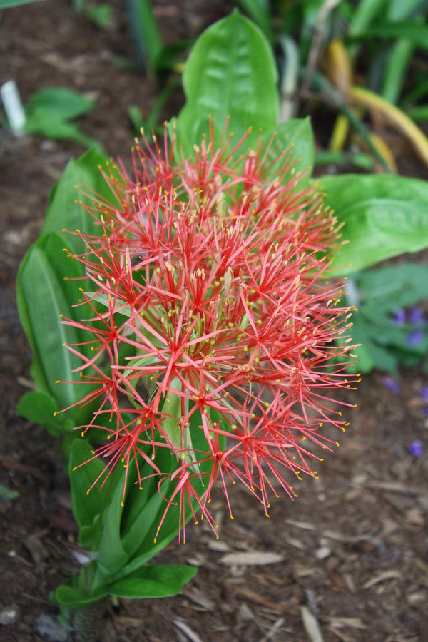 Image of Scadoxus multiflorus ssp. multiflorus taken at Juniper Level Botanic Gdn, NC by JLBG