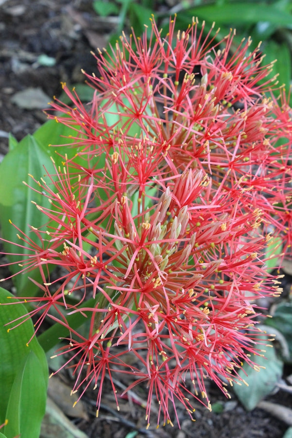 Image of Scadoxus multiflorus ssp. multiflorus taken at Juniper Level Botanic Gdn, NC by JLBG