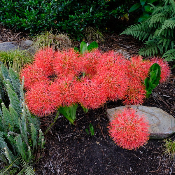 Image of Scadoxus multiflorus ssp. multiflorus taken at Juniper Level Botanic Gdn, NC by JLBG