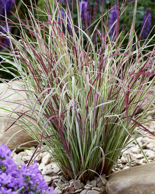 Image of Schizachyrium scoparium 'Chameleon' PP 31,339 by CNB