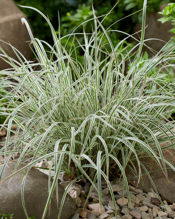 Image of Schizachyrium scoparium 'Chameleon' PP 31,339 taken at Juniper Level Botanic Gdn, NC by JLBG