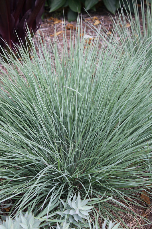 Image of Schizachyrium scoparium 'Liberty Blue' taken at Juniper Level Botanic Gdn, NC by JLBG