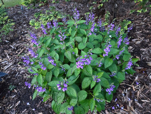 Image of Scutellaria 'Appalachian Blues' PP 34,854 taken at Juniper Level Botanic Gdn, NC by JLBG