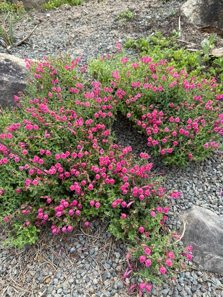 Image of Scutellaria suffrutescens 'Texas Rose' taken at Juniper Level Botanic Garden, Raleigh NC by Lidia Churakova