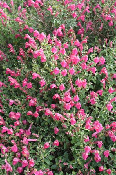 texas rose plant succulent Scutellaria suffrutescens Texas Rose