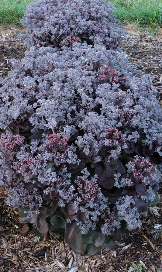 Image of Sedum 'Back in Black' PP 33,632 taken at Walters Gardens, MI by JLBG