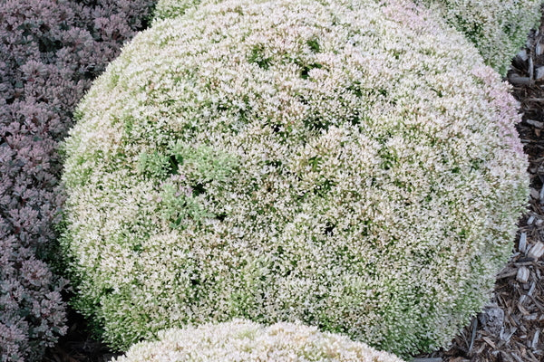 Image of Sedum 'Bundle of Joy' PP 30,808 taken at Walters Gardens, MI