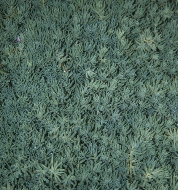 Image of Sedum bithynicum taken at Juniper Level Botanic Gdn, NC by JLBG