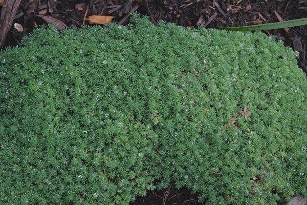 Image of Sedum bithynicum taken at Juniper Level Botanic Gdn, NC by JLBG