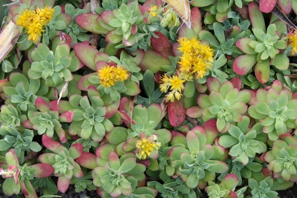 Image of Sedum palmeri 'Mendoza' taken at Juniper Level Botanic Gdn, NC by JLBG